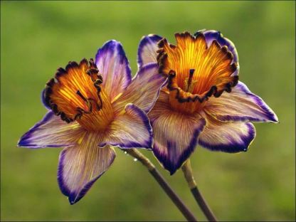 Purple Daffodil